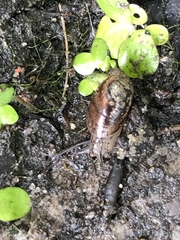 Novisuccinea ovalis