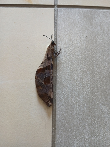 Gloomy Antlion