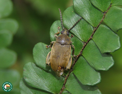 Pachymerus nucleorum
