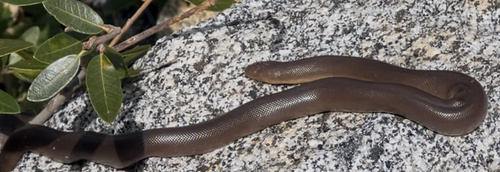 iNaturalist observation photo of Northern Rubber Boa