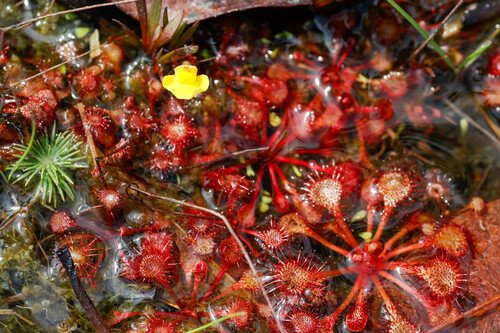 Drosera burkeana
