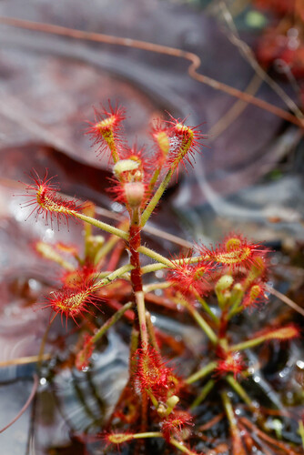 Drosera madagascariensis