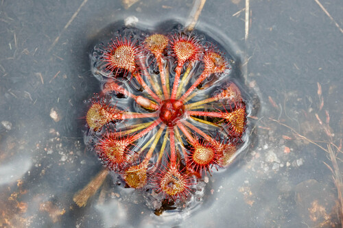 Drosera burkeana