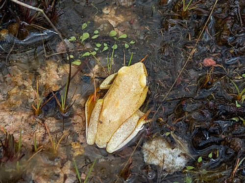 Kachalola Reed Frog, Hyperolius kachalolae