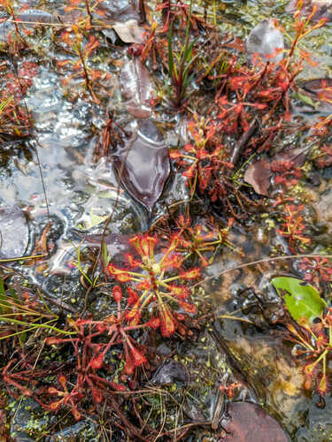 Drosera madagascariensis