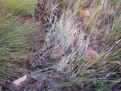 Myrovernix longifolius