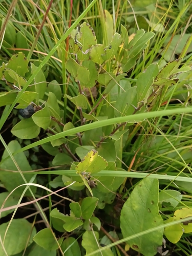 Image of Ziziphus zeyheriana by (c) Hildegard Klein, some rights reserved (CC BY)