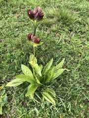 Gentiana purpurea