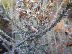 Myrovernix longifolius