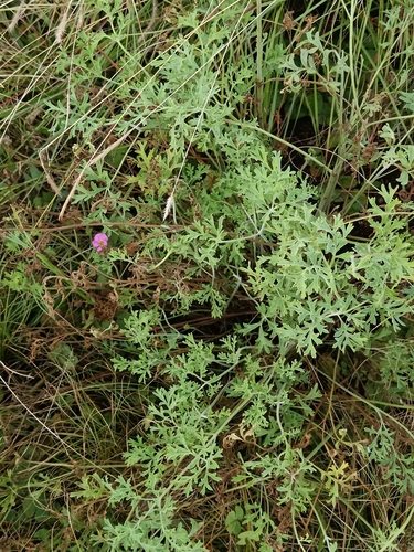 Image of Rock Pelargonium (Pelargonium dolomiticum) by (c) Hildegard Klein, some rights reserved (CC BY)