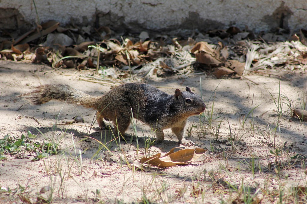 Rock Squirrel