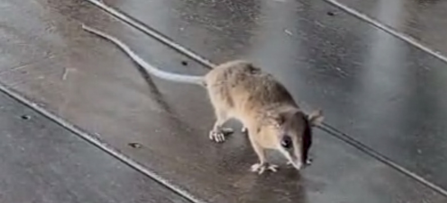 Zeledon’s Mouse Opossum
