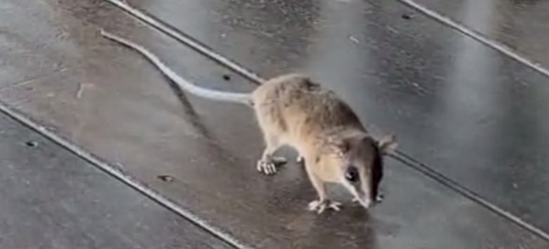 Zeledon’s Mouse Opossum