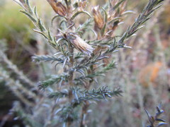 Myrovernix longifolius