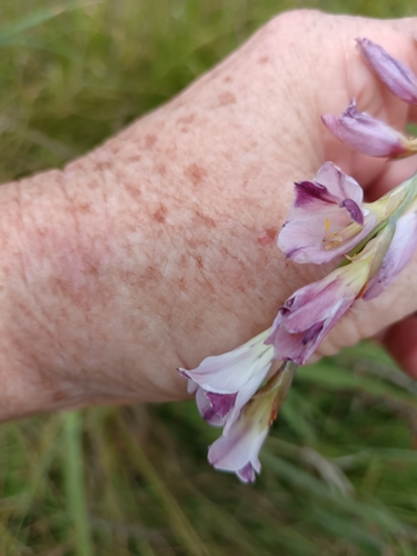 Image of Gladiolus crassifolius by (c) Hildegard Klein, some rights reserved (CC BY)