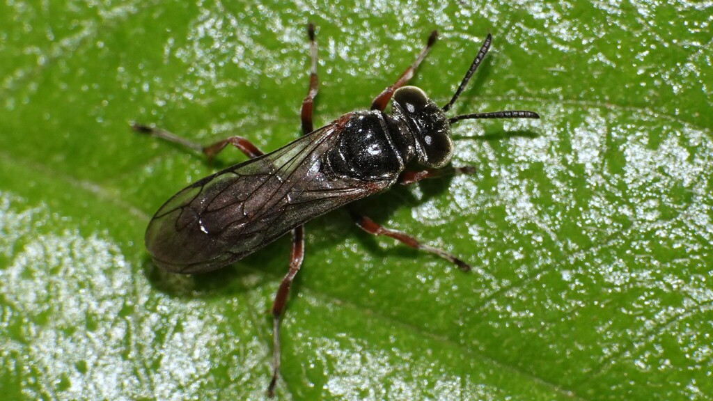 Pison pulawskii