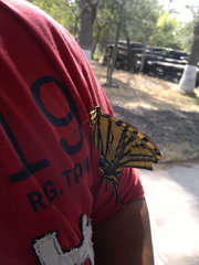 Papilio multicaudata multicaudata