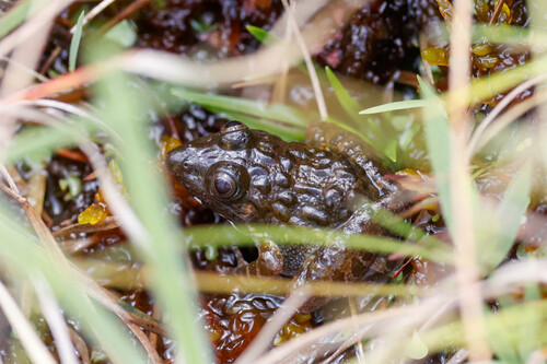 Rough Grass Frog, Ptychadena bunoderma