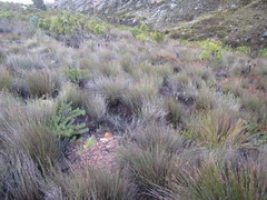 Protea witzenbergiana