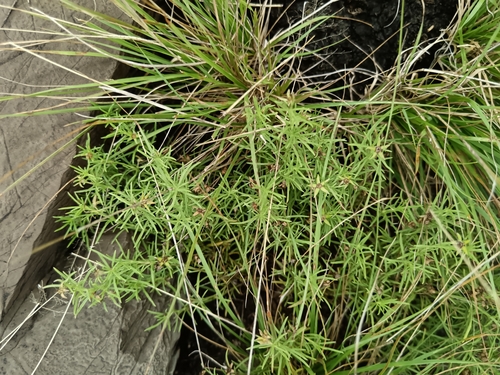 Image of Vahlia capensis by (c) Hildegard Klein, some rights reserved (CC BY)