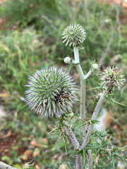 Echinops adenocaulos, photograph (c) Jared Lincenberg, some rights reserved (CC BY)