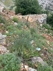 Echinops adenocaulos, photograph (c) Jared Lincenberg, some rights reserved (CC BY)