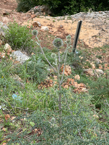 globe thistle (Echinops adenocaulos)