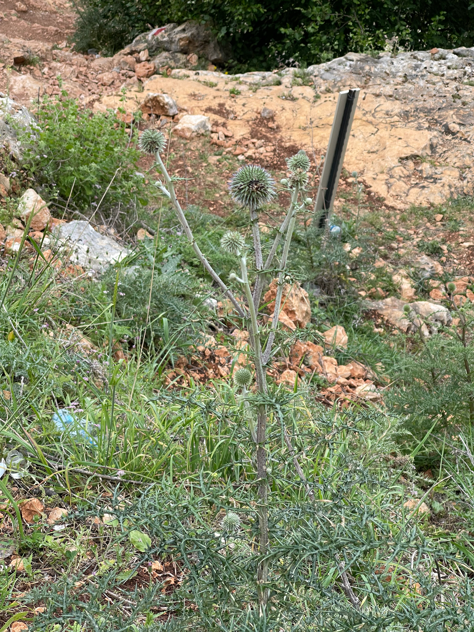 Globe Thistle (Echinops adenocaulos)