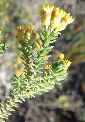 Image of Oedera genistifolia by (c) Nicola van Berkel, some rights reserved (CC BY-SA)