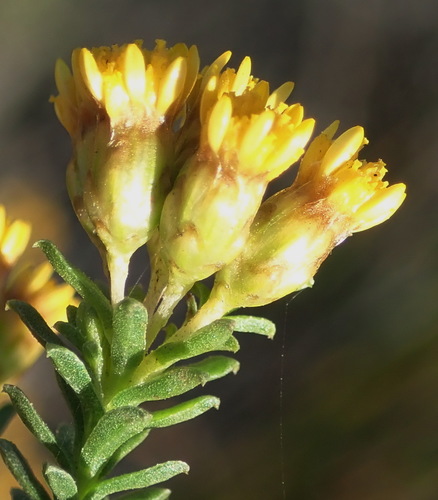 Image of Oedera genistifolia by (c) Nicola van Berkel, some rights reserved (CC BY-SA)