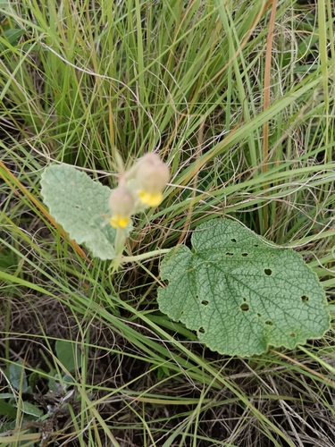 Image of Hermannia transvaalensis by (c) Hildegard Klein, some rights reserved (CC BY)