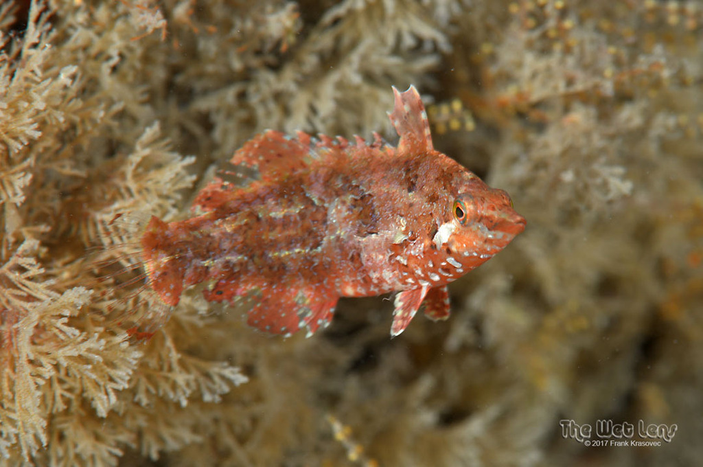 Dwarf Wrasse