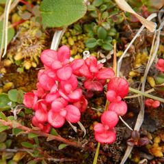 Exobasidium splendidum