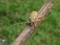 Pantomallus pallidus