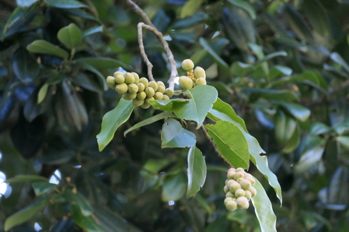 Magnolia nilagirica observed 2025-03-19
