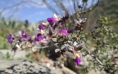 Dalea formosa