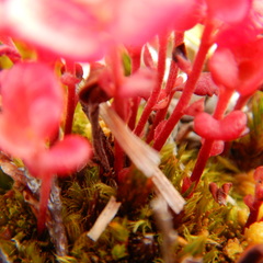 Exobasidium splendidum