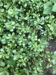Portulaca oleracea