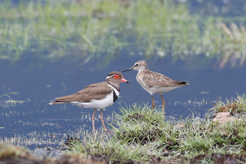 Forbes's Plover (Thinornis forbesi), photo 5