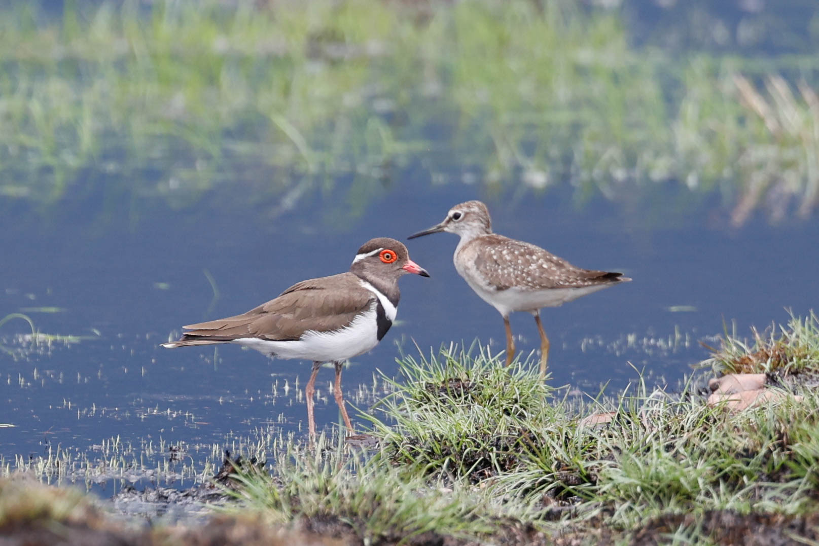 Forbes's Plover illustration