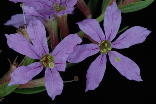 Lythrum alatum