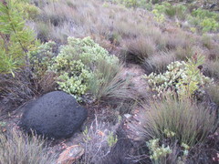 Leucadendron glaberrimum glaberrimum