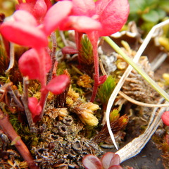 Exobasidium splendidum