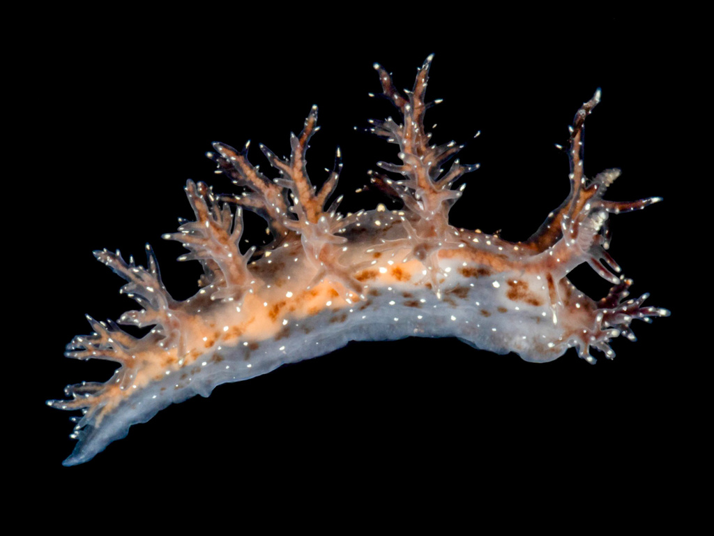 Dendronotus keatleyae, photo 1 of 10