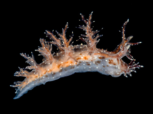 Dendronotus keatleyae