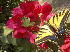 Papilio multicaudata multicaudata