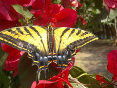 Papilio multicaudata multicaudata