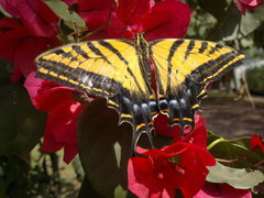 Papilio multicaudata multicaudata