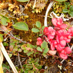 Exobasidium splendidum