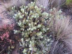 Leucadendron glaberrimum glaberrimum